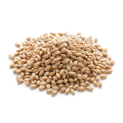 High-quality Barley (Joo) grains from Pakistan Pansar for cooking and health.